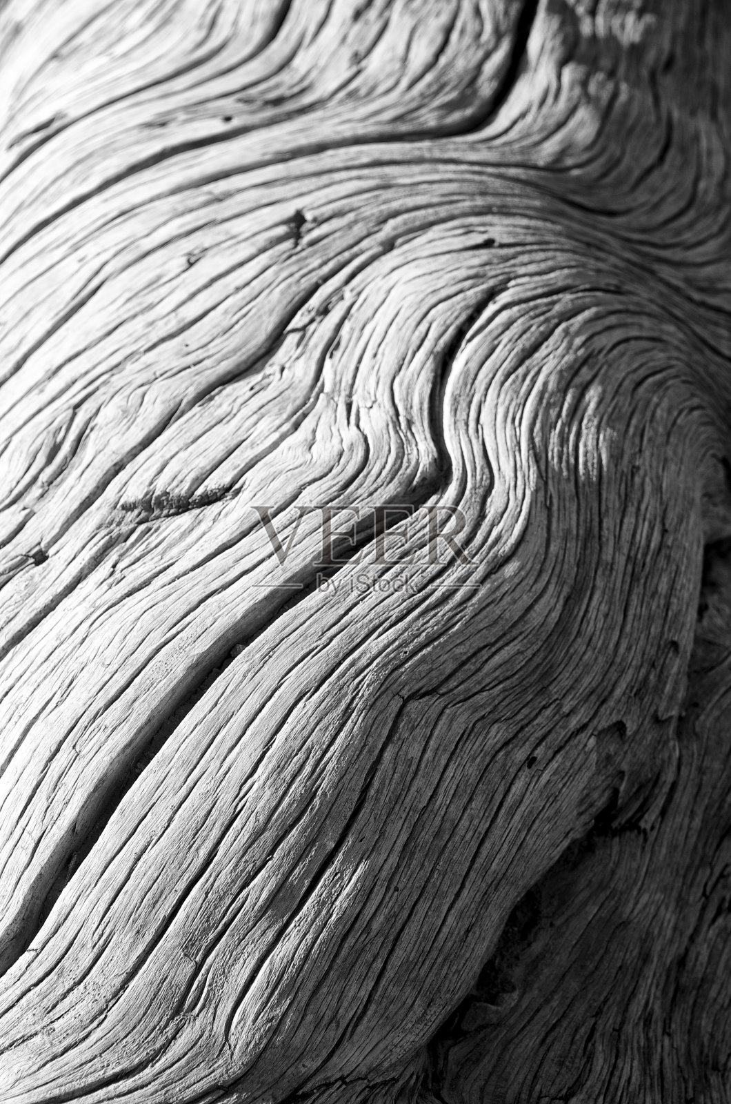 纹理干原木背景在单色黑色和白色照片摄影图片