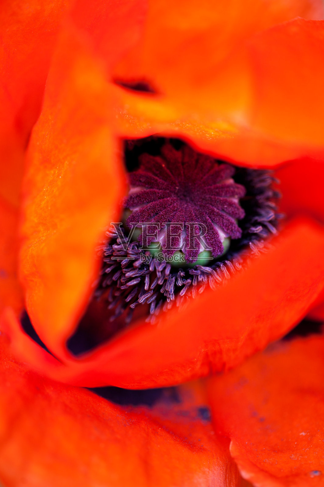 罂粟花照片摄影图片