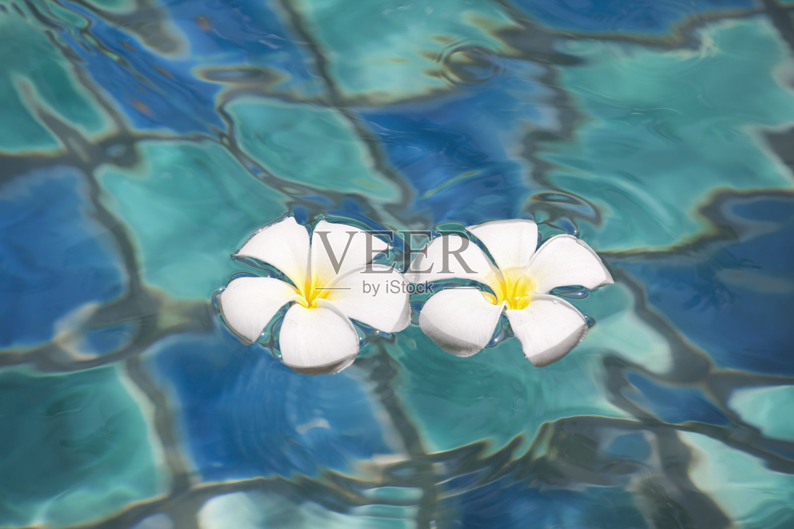 浅水池中的鸡蛋花。照片摄影图片