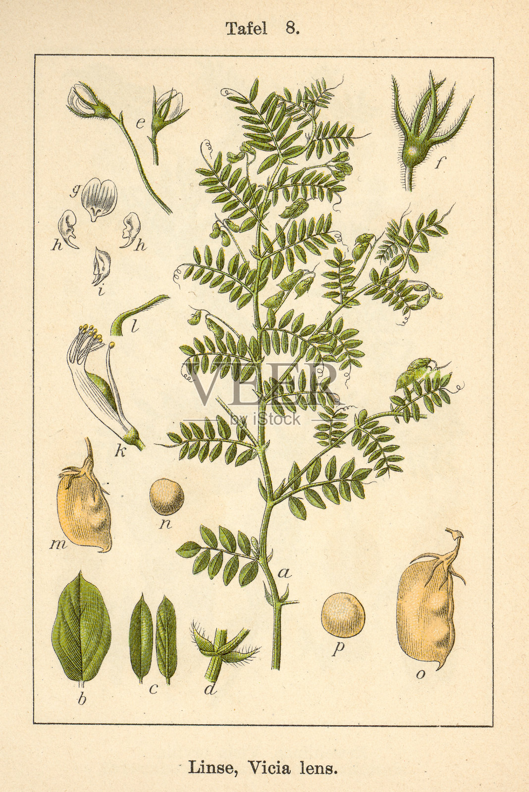 植物FiA v09 t08 Vicia镜头插画图片素材