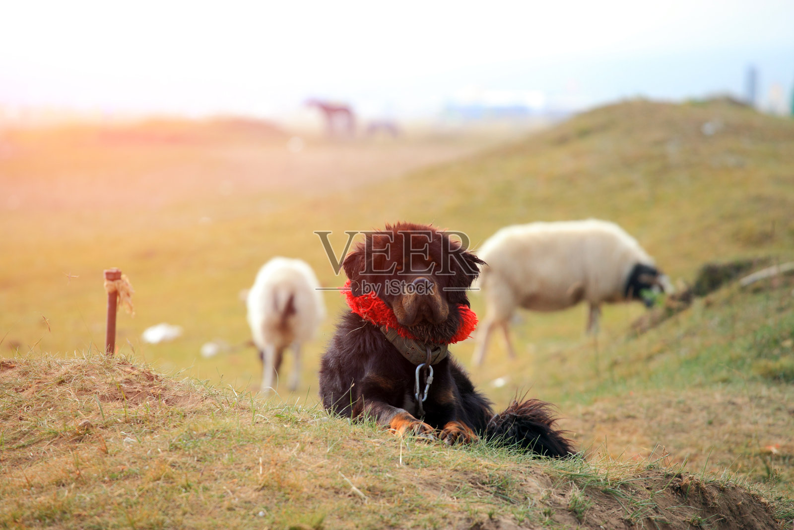 藏獒照片摄影图片