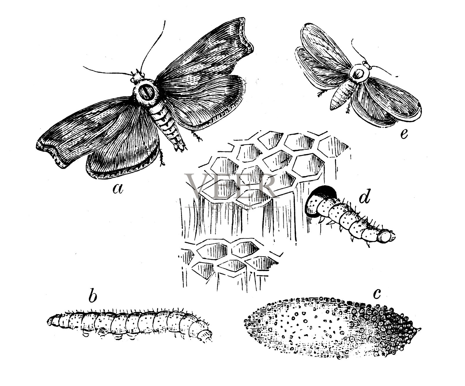 蜂巢蛾的古董插图插画图片素材