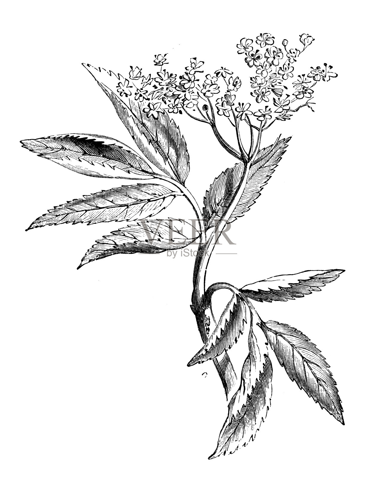 古玩长者插图设计元素图片