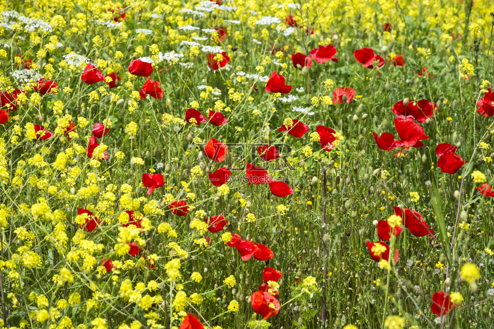 红色罂粟花照片摄影图片