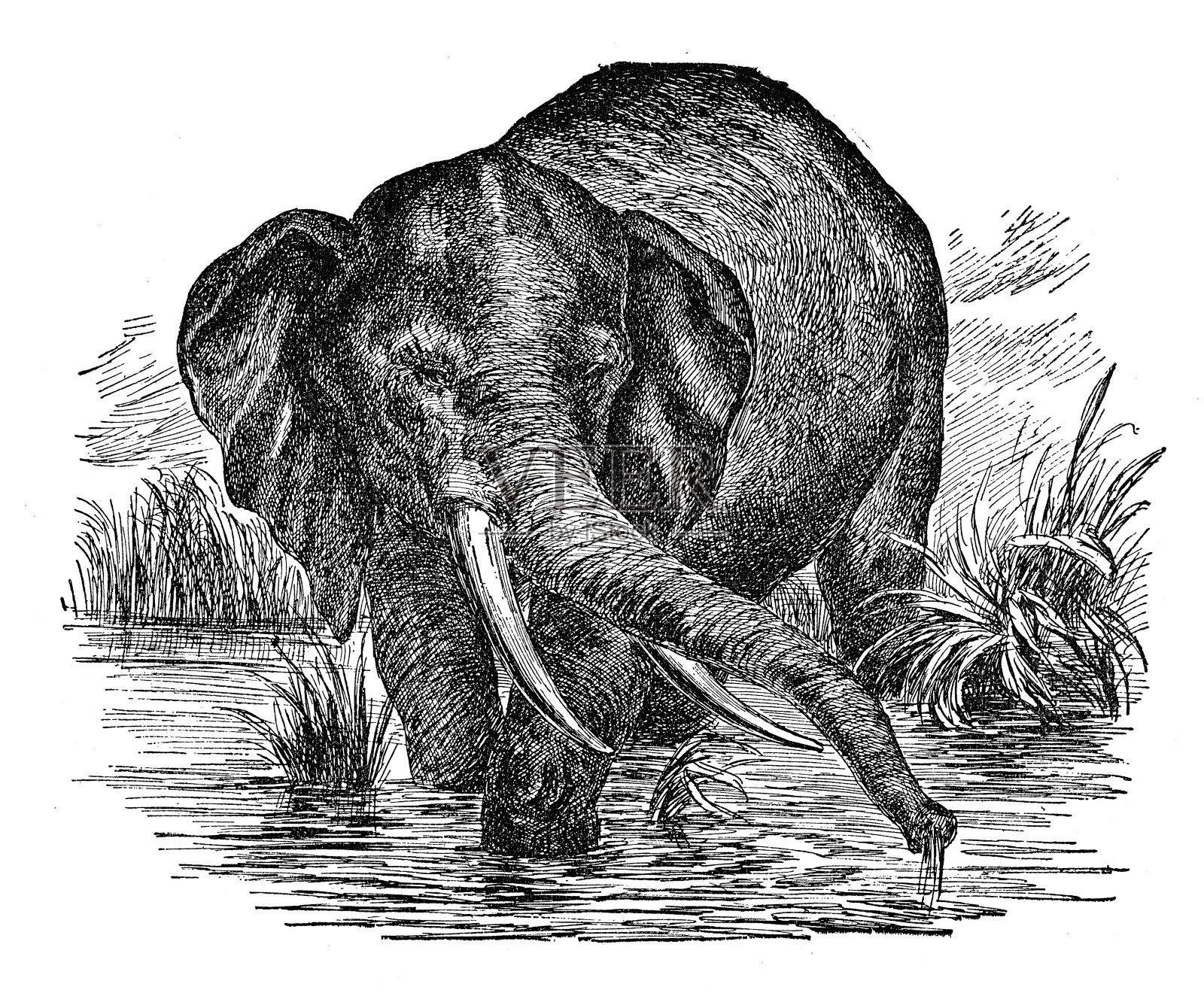 亚洲象在池塘里晒太阳设计元素图片