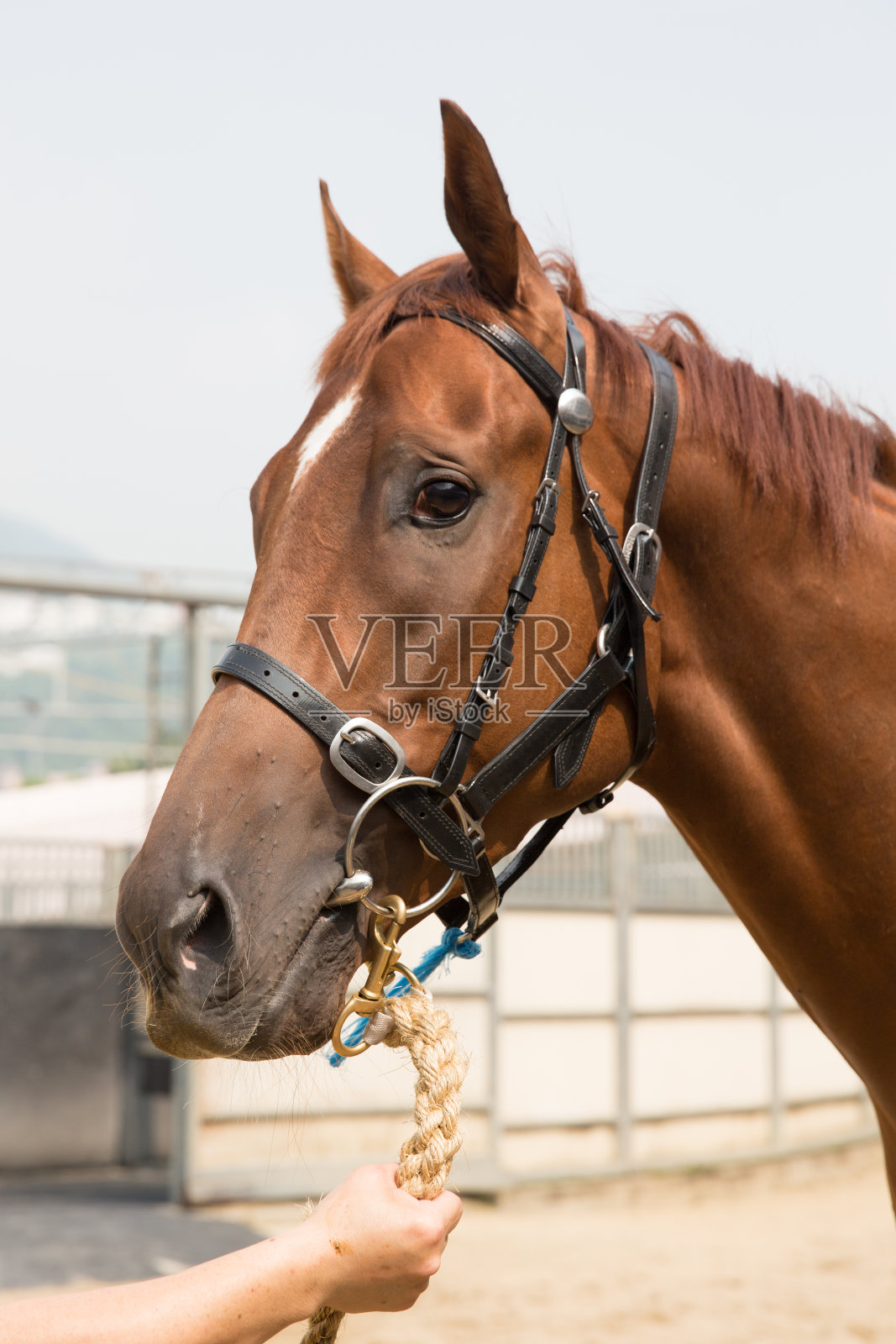栗色的马照片摄影图片