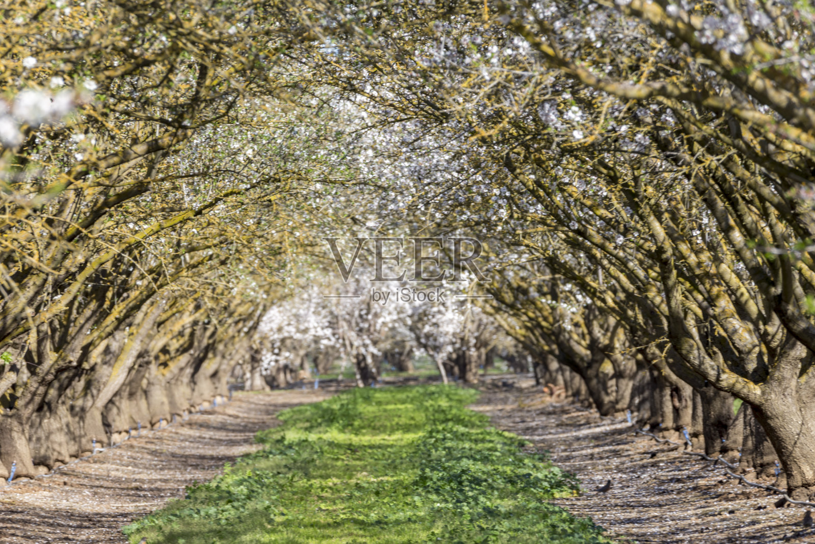 果园，中央谷，加州照片摄影图片