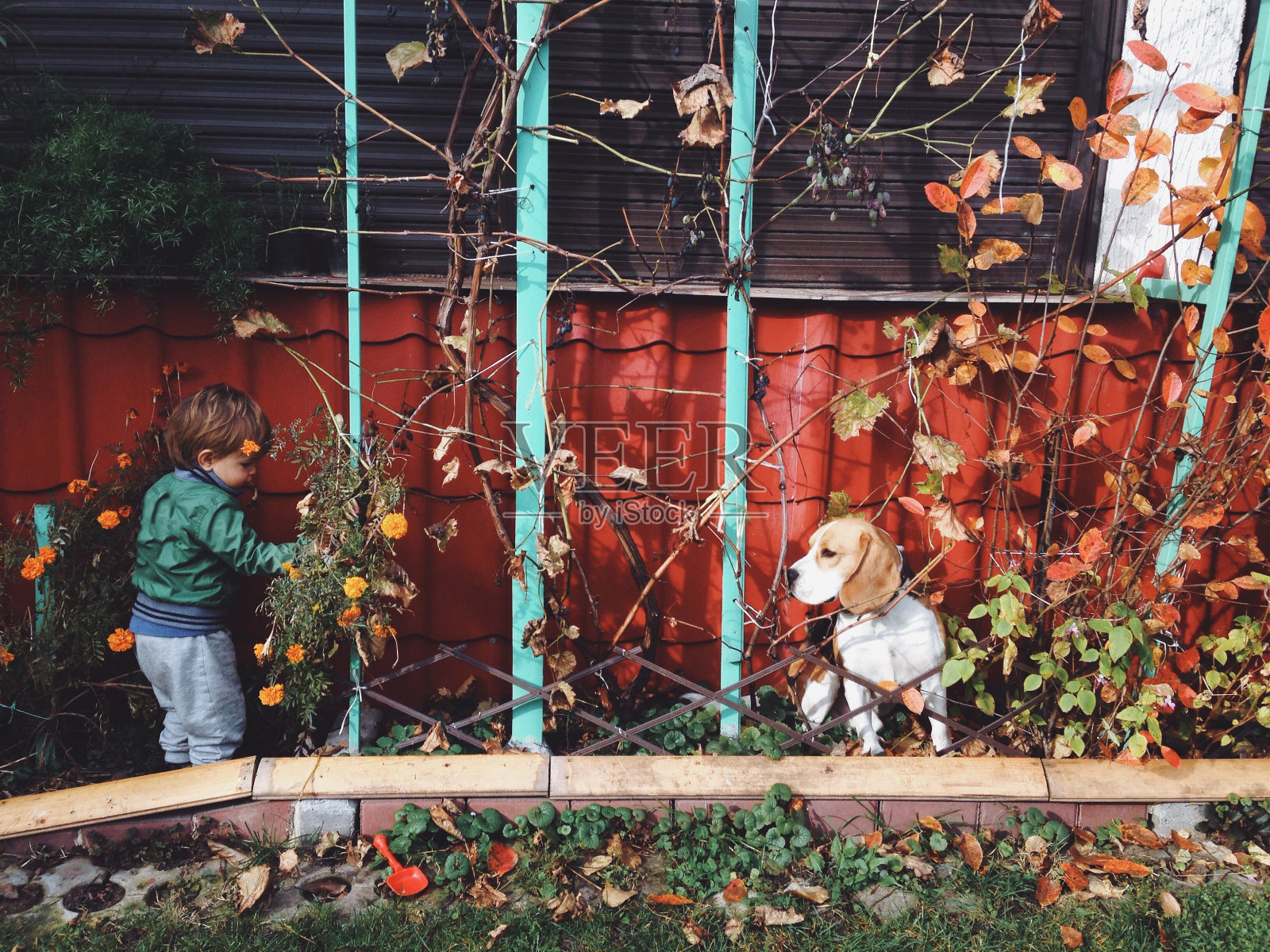 男孩和狗照片摄影图片