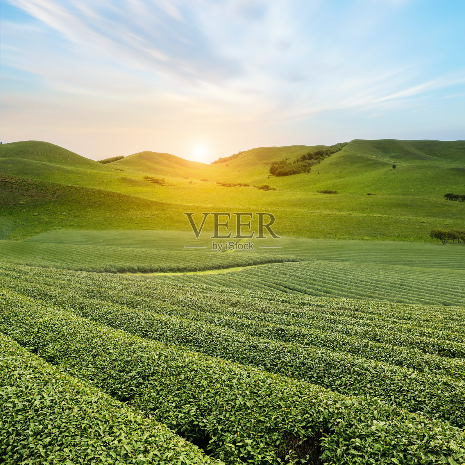 茶园照片摄影图片