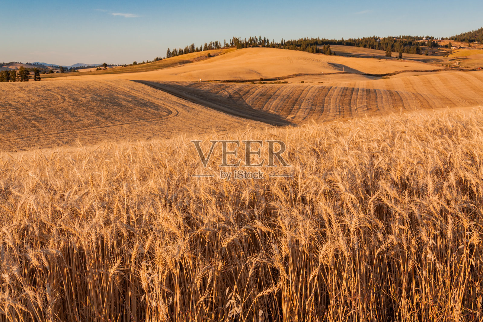 成熟的麦田准备收割照片摄影图片