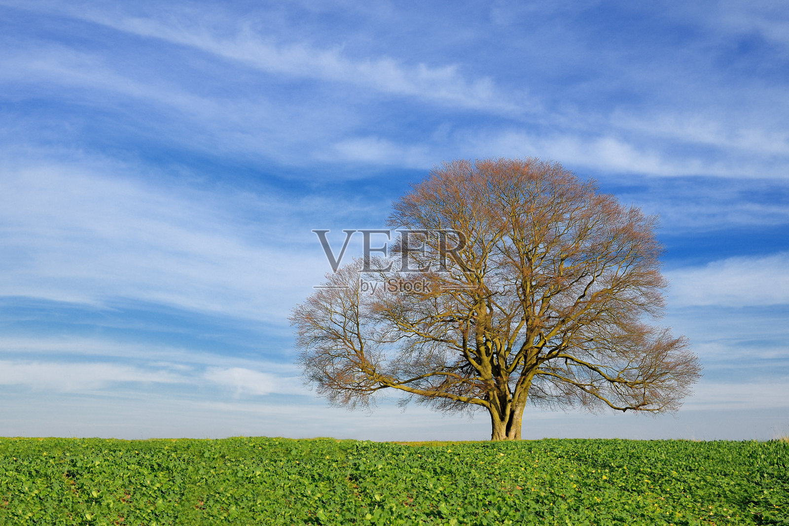 单裸山毛榉树后的年轻油菜田在秋天照片摄影图片