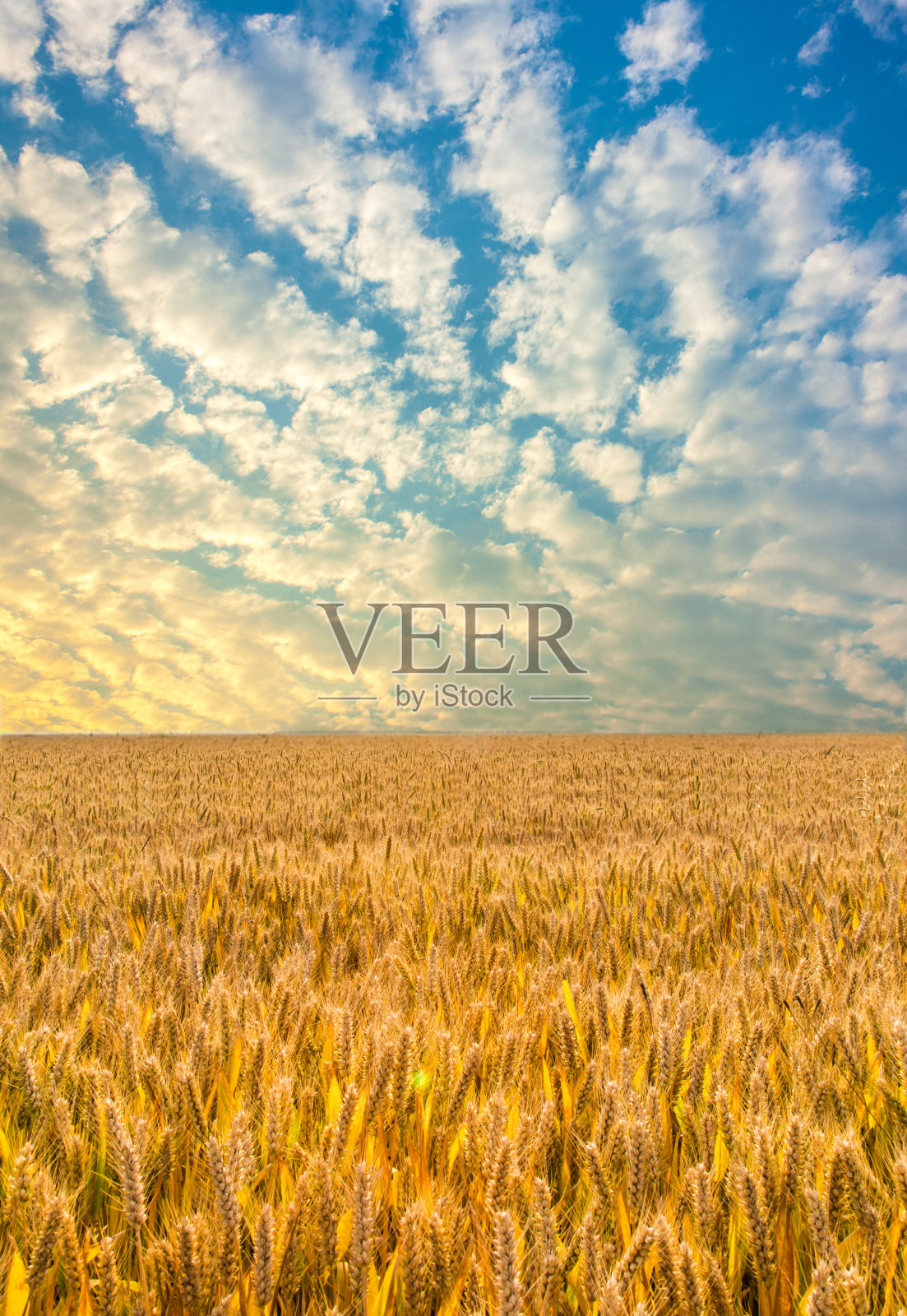 夏天的麦田照片摄影图片