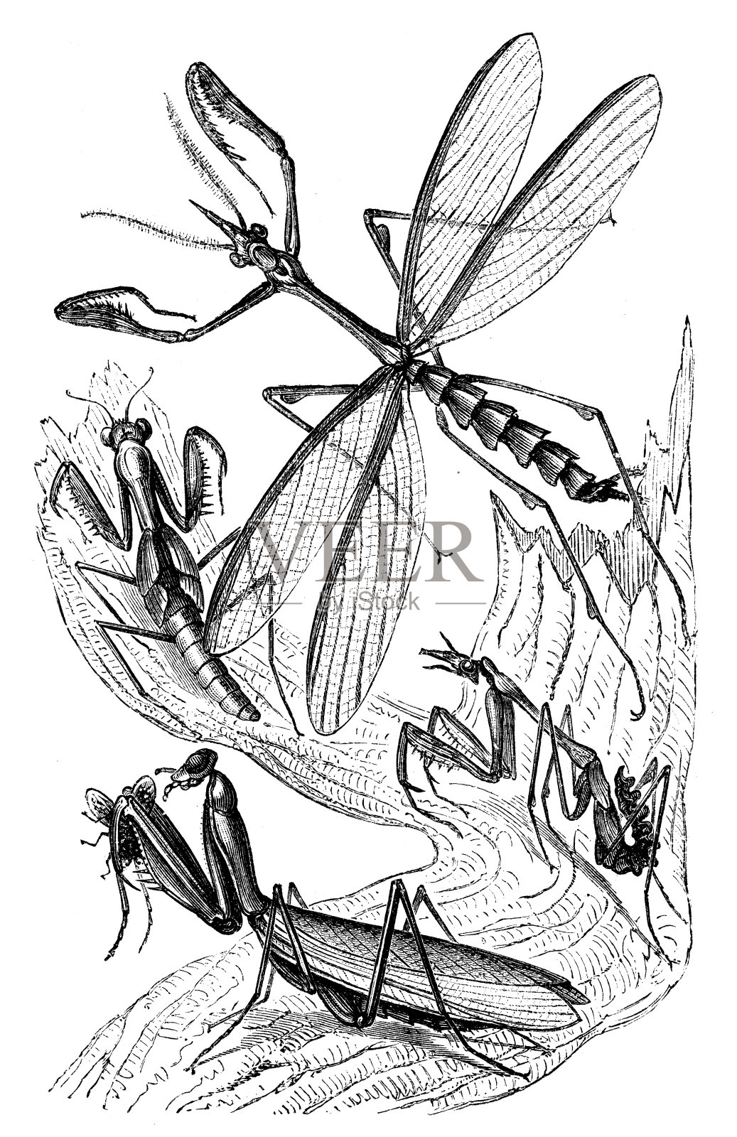 宗教螳螂和恩普萨的古董插图插画图片素材