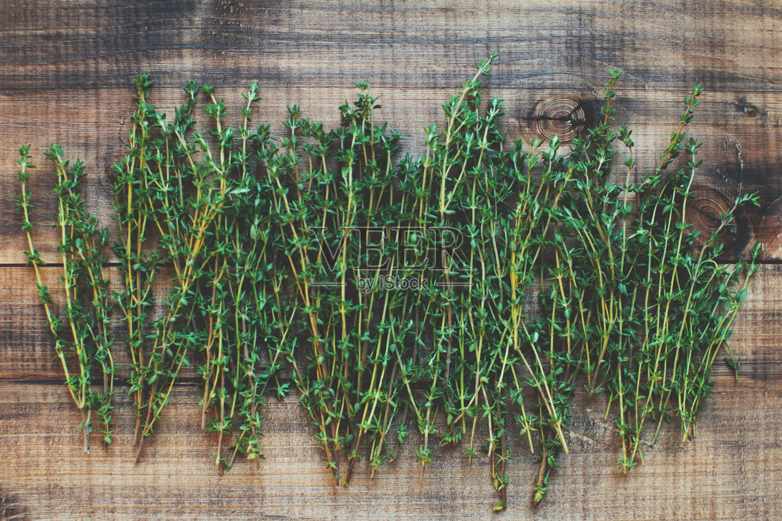 草本植物照片摄影图片