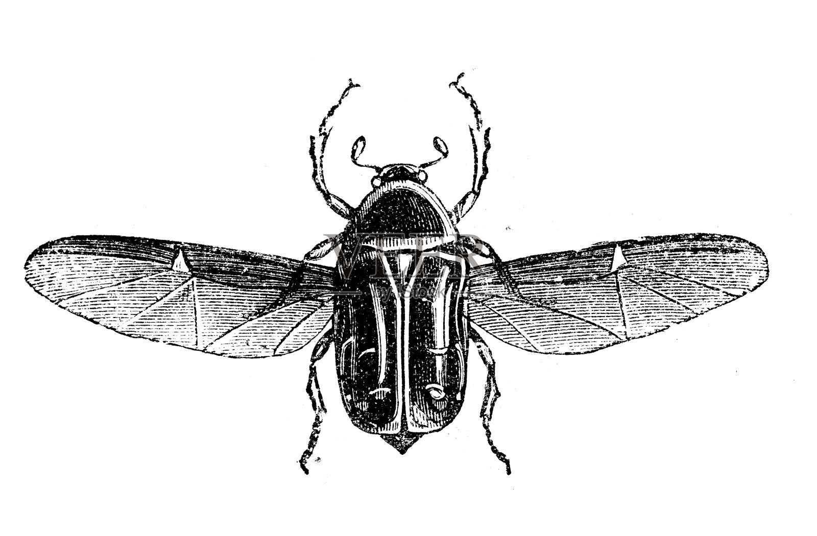 金龟子(金龟子或金匠甲虫)的古董插图设计元素图片