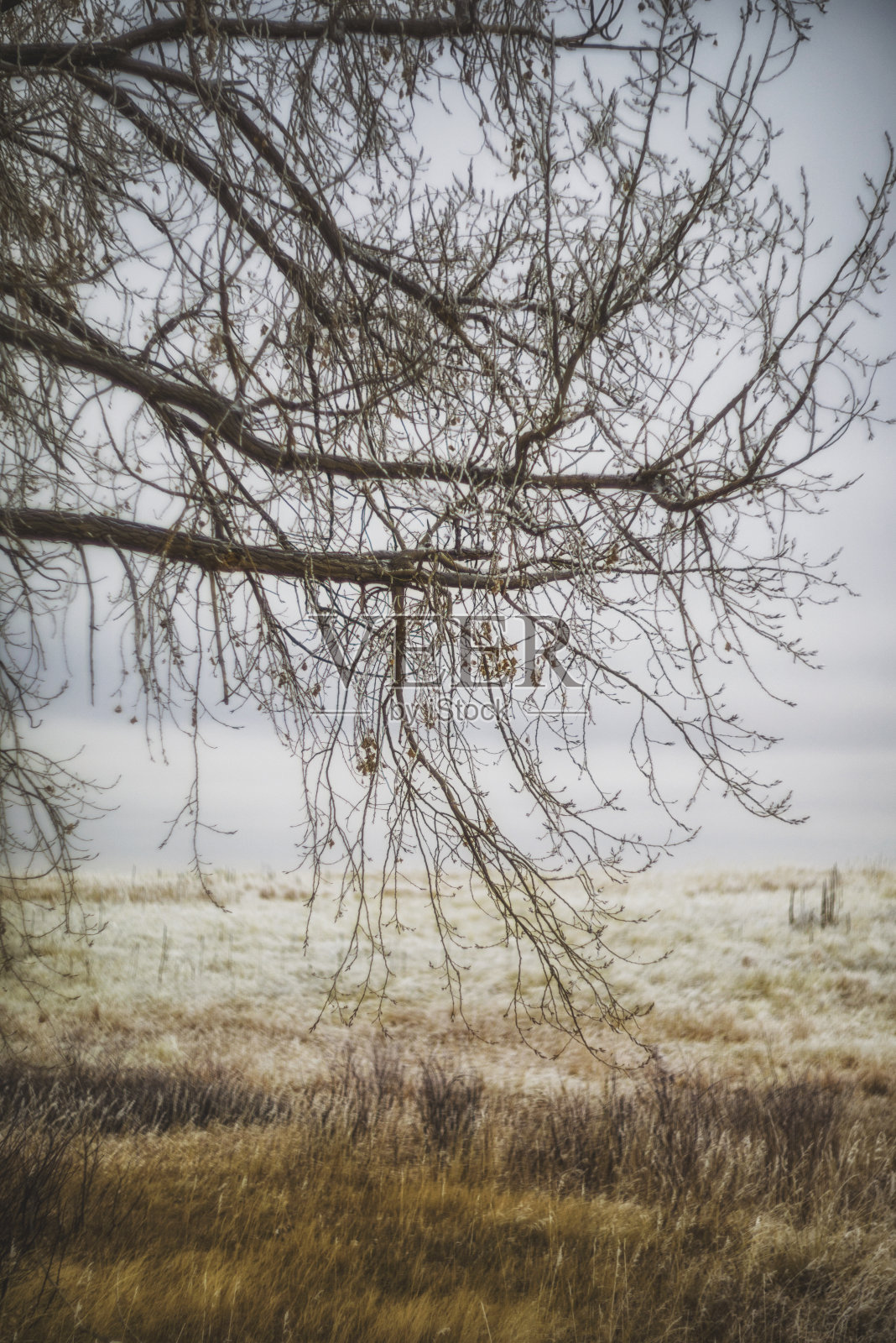 柔软的冬天风景裸露的树木和草地在雪照片摄影图片