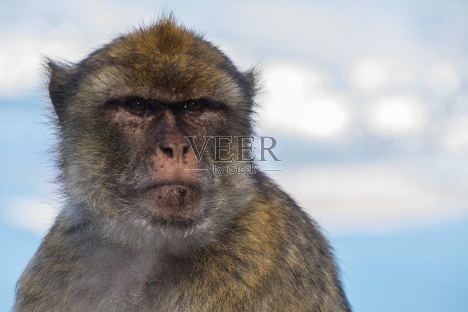 猕猴猴照片摄影图片