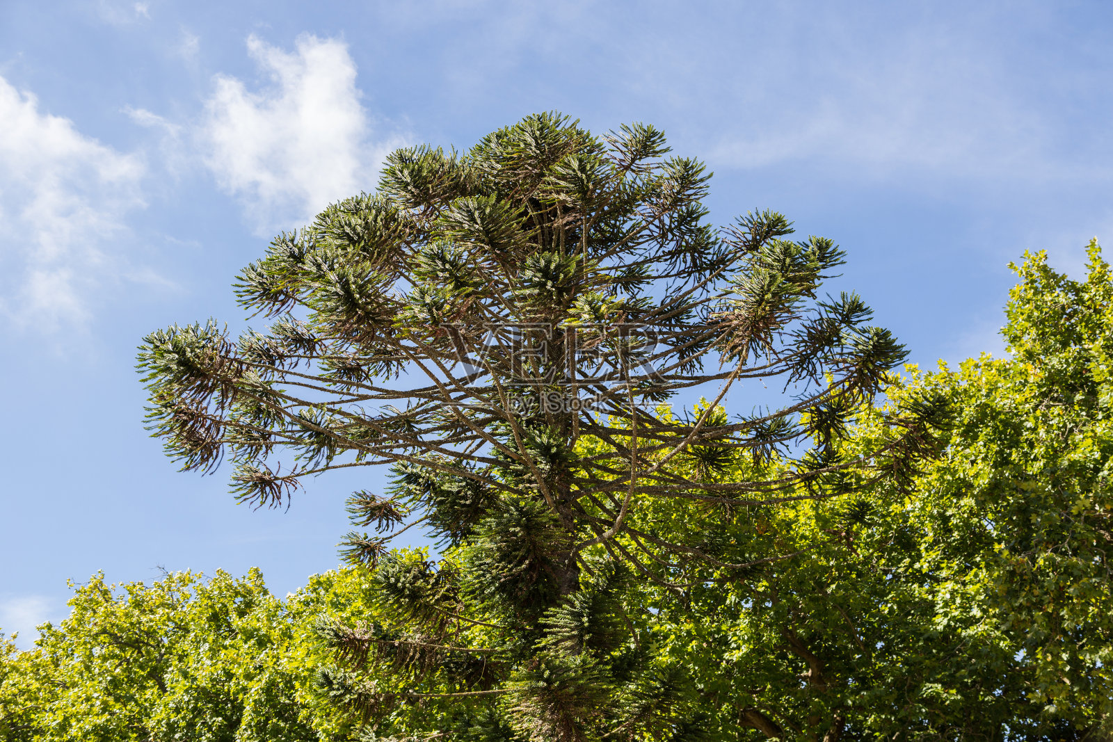 绿色的树照片摄影图片