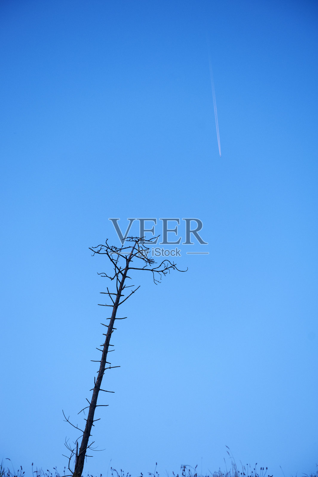 枯树对着蓝天和飞过的飞机照片摄影图片