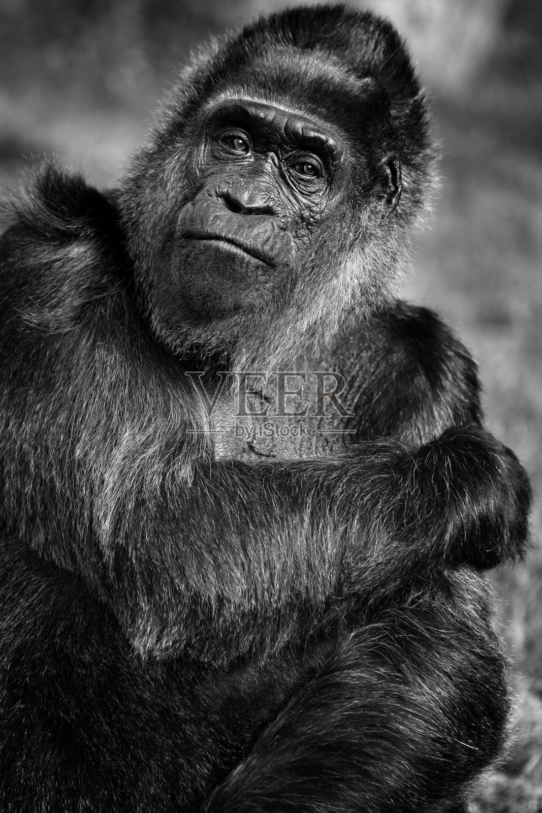 黑色和白色的老女性低地大猩猩肖像照片摄影图片