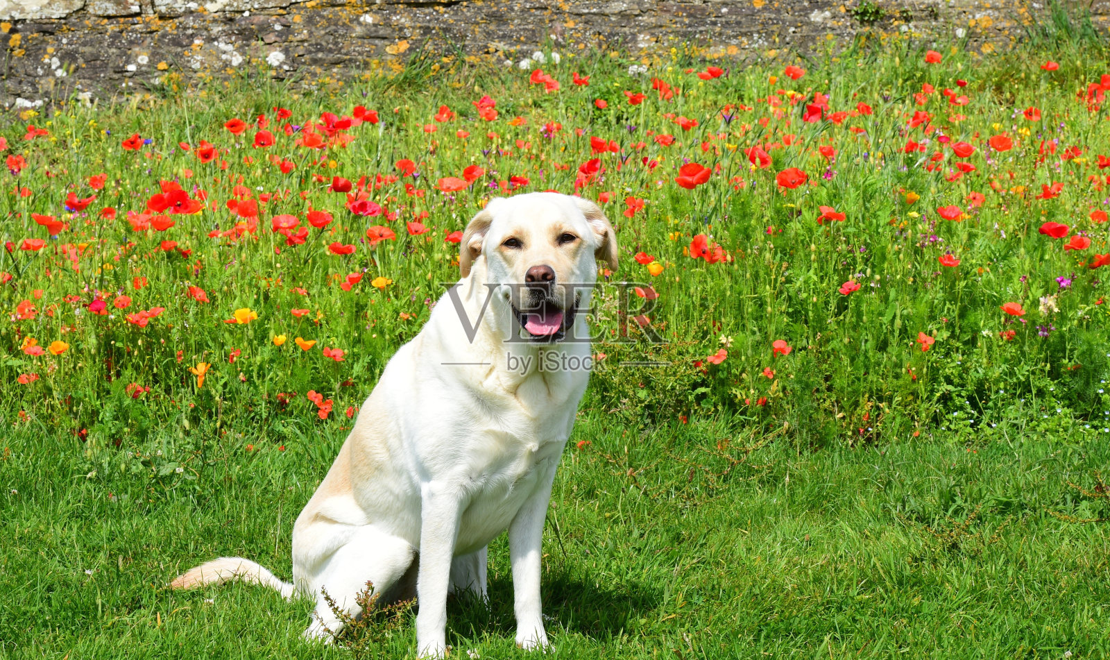 罂粟花田照片摄影图片