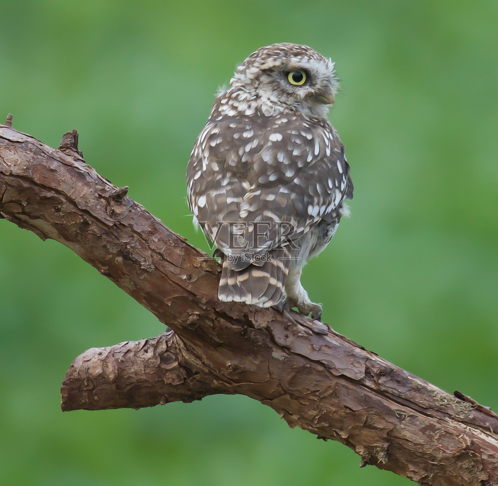 小猫头鹰照片摄影图片