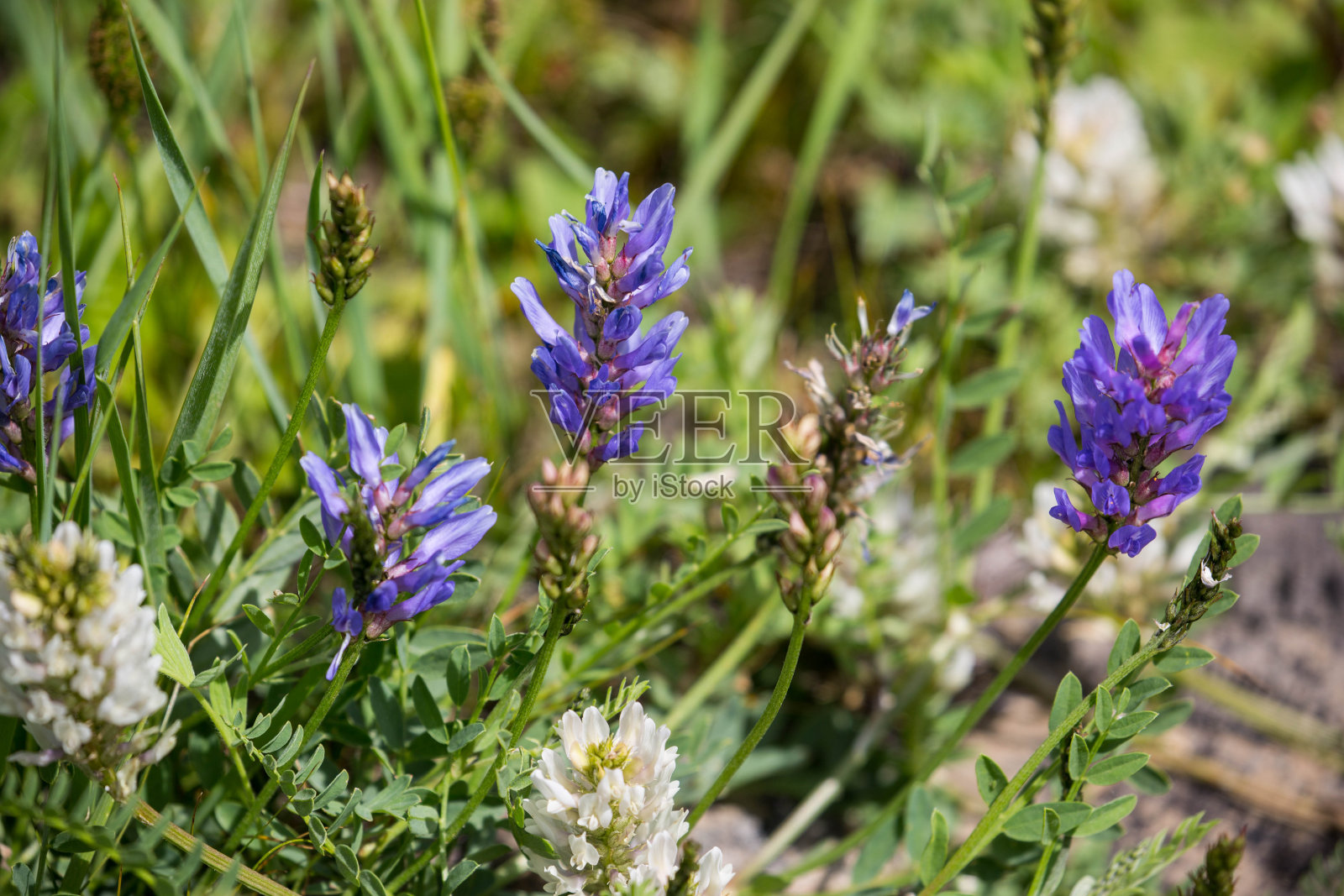 蒙古:紫色的野花照片摄影图片