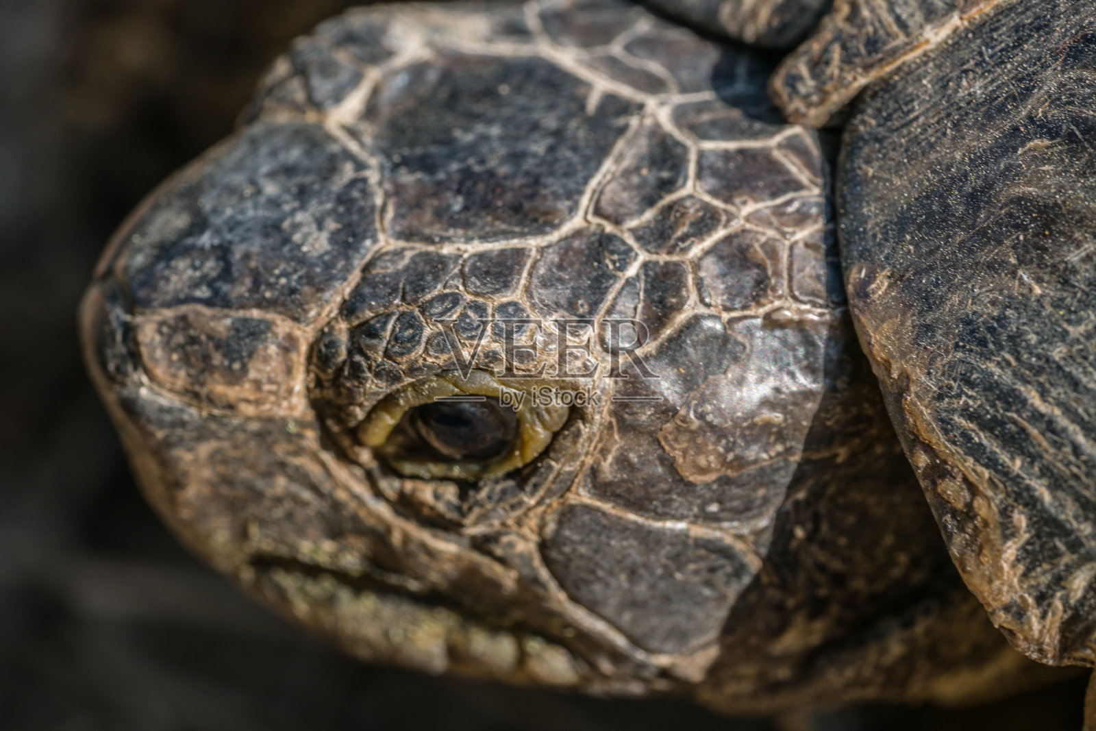 乌龟的头照片摄影图片