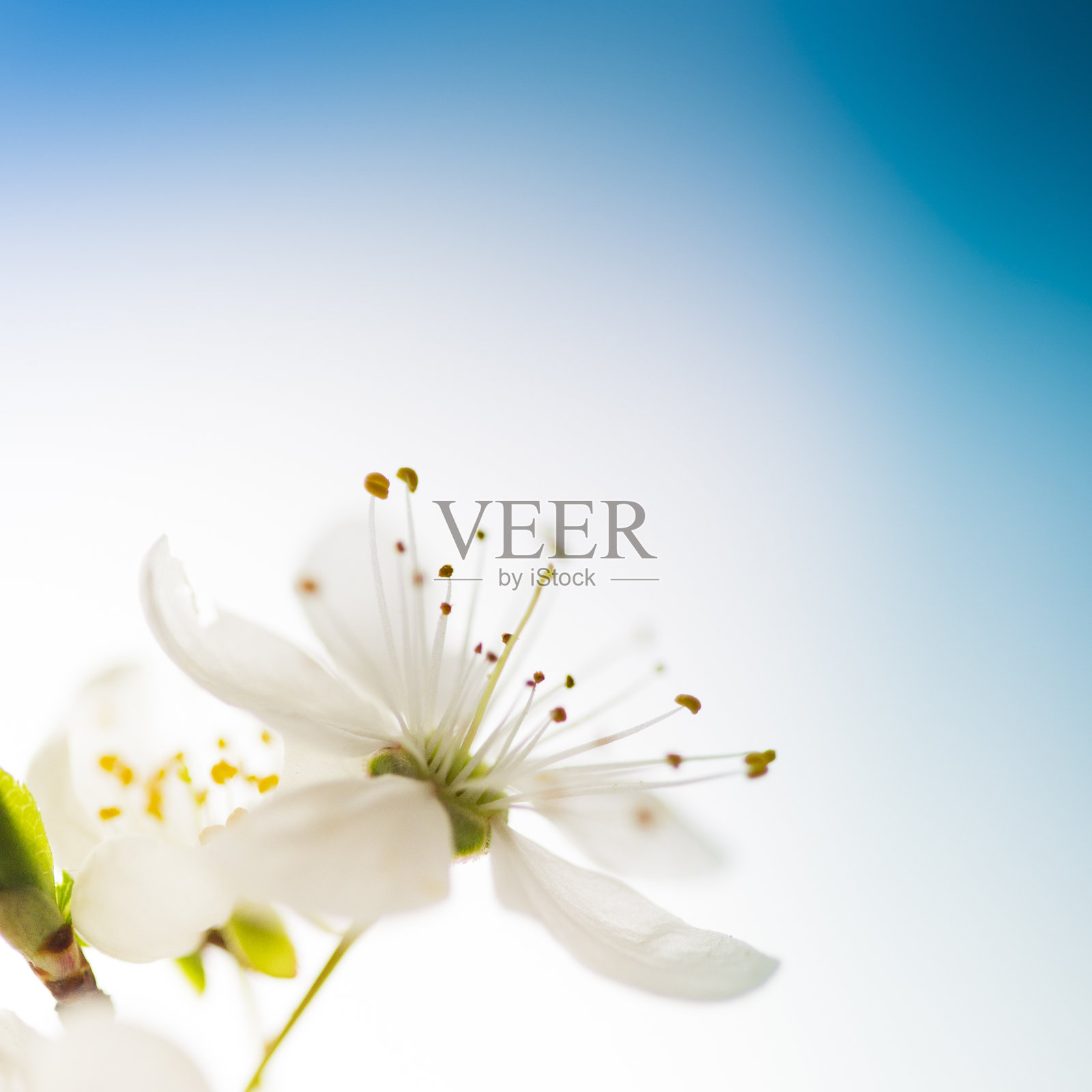 樱花照片摄影图片