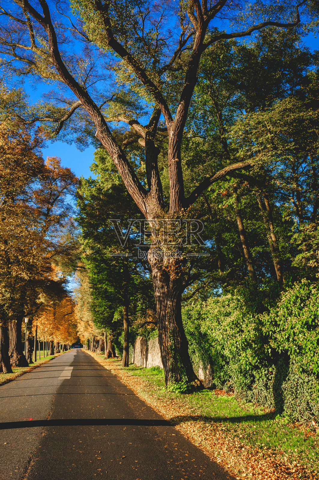 秋天的公园路照片摄影图片