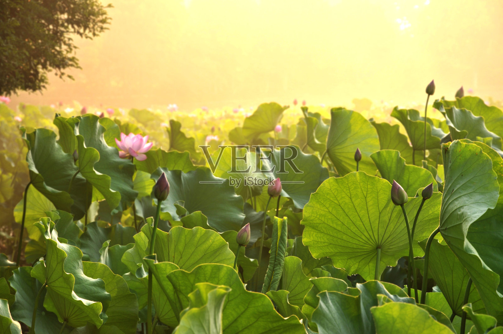 自然美照片摄影图片