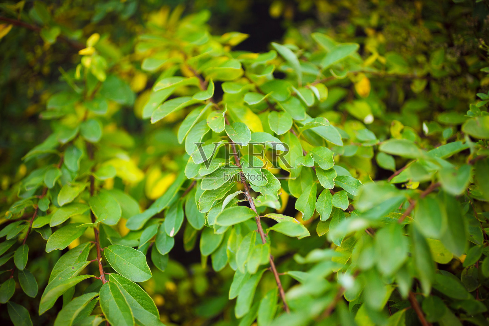 绿叶的特写照片摄影图片