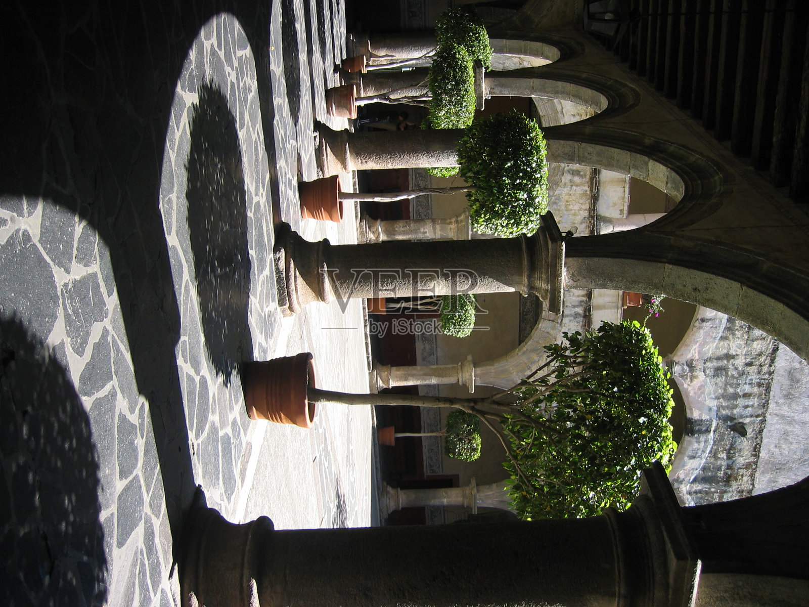 公园里的树照片摄影图片