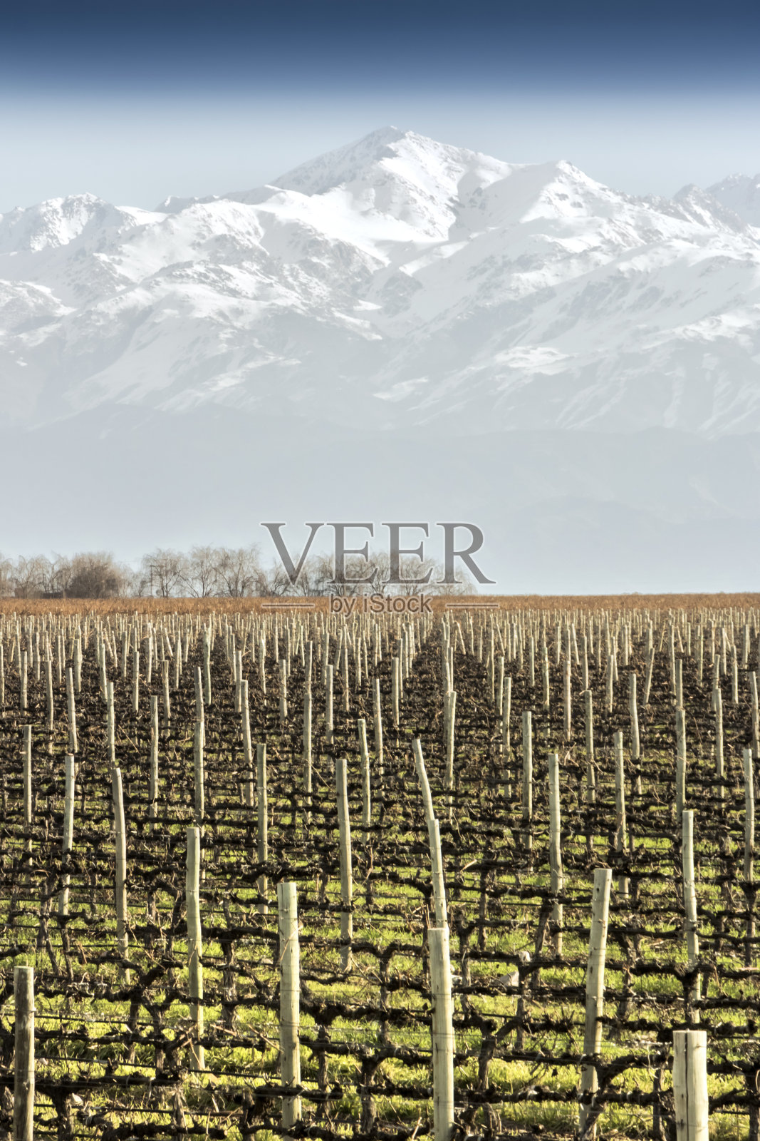 葡萄园在冬天照片摄影图片