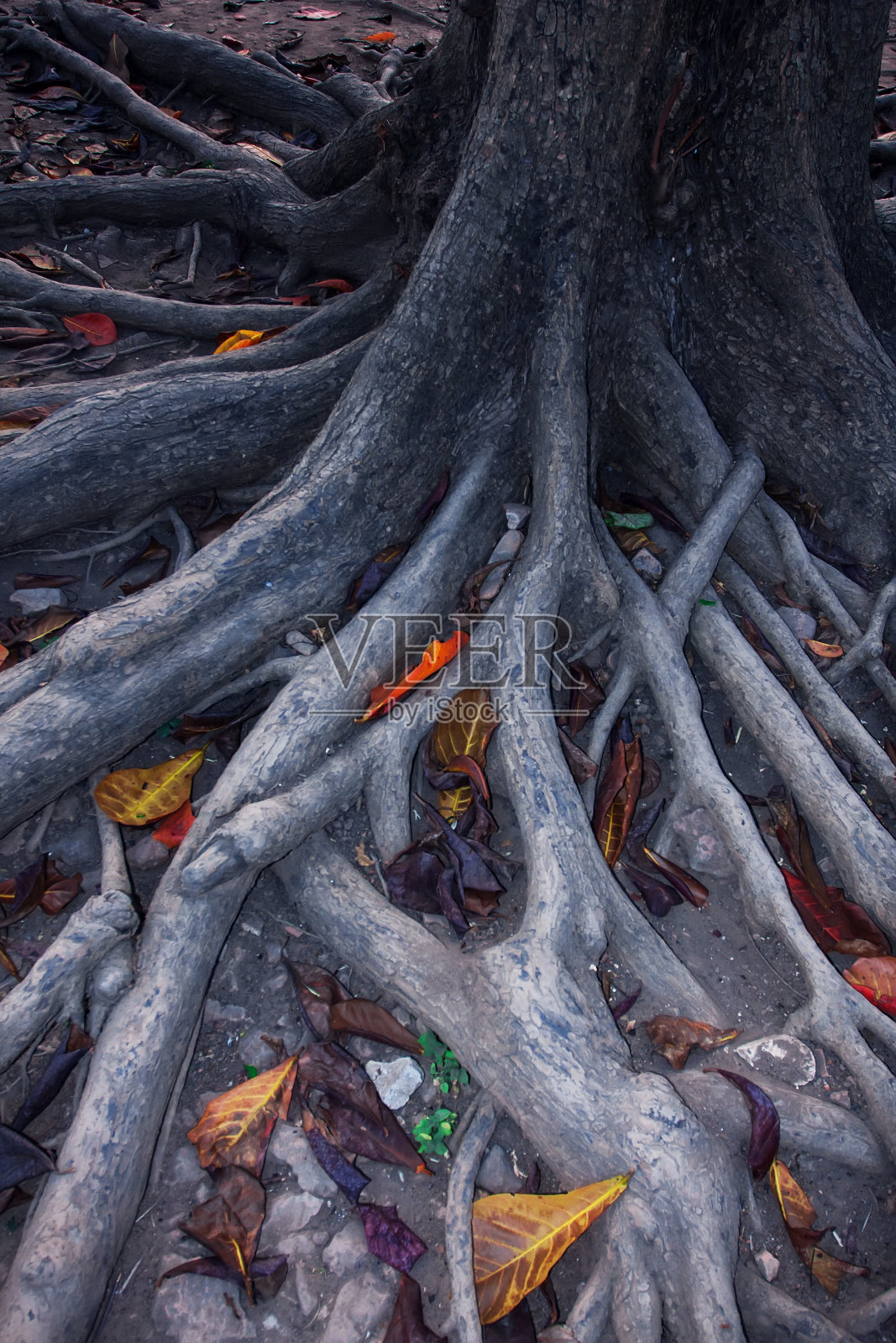 菩提树照片摄影图片