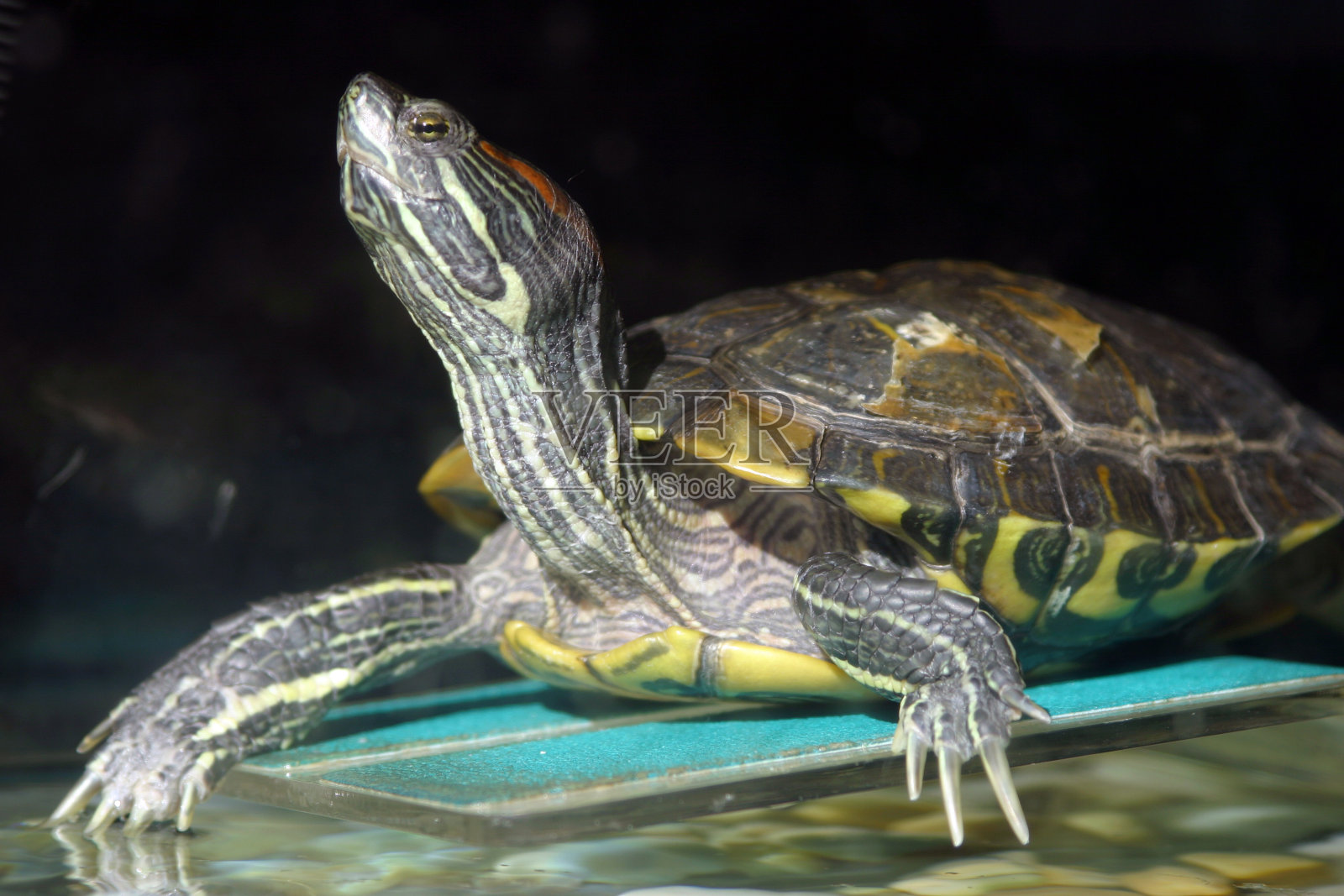 拉伸龟照片摄影图片