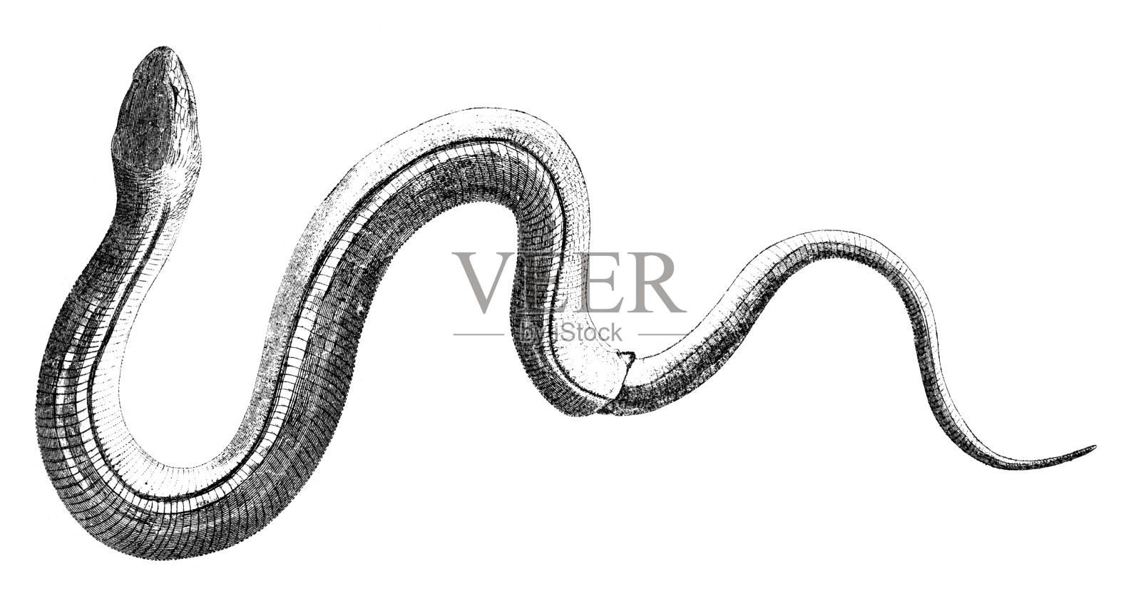 19世纪雕刻的玻璃蛇设计元素图片