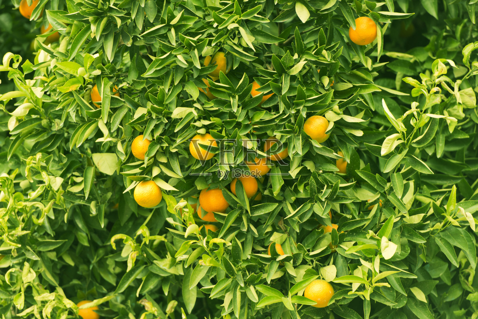 橙树照片摄影图片