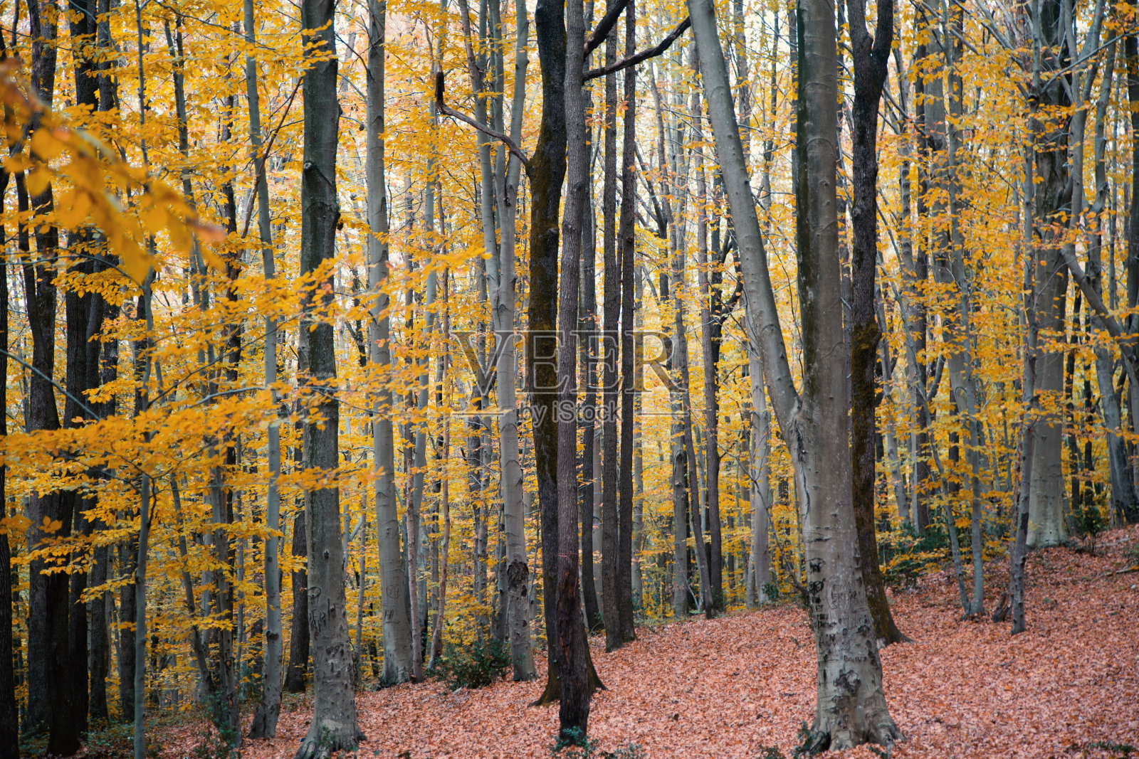 秋天背景照片摄影图片