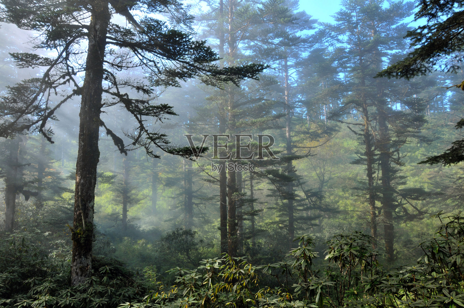 森林里的阳光照片摄影图片