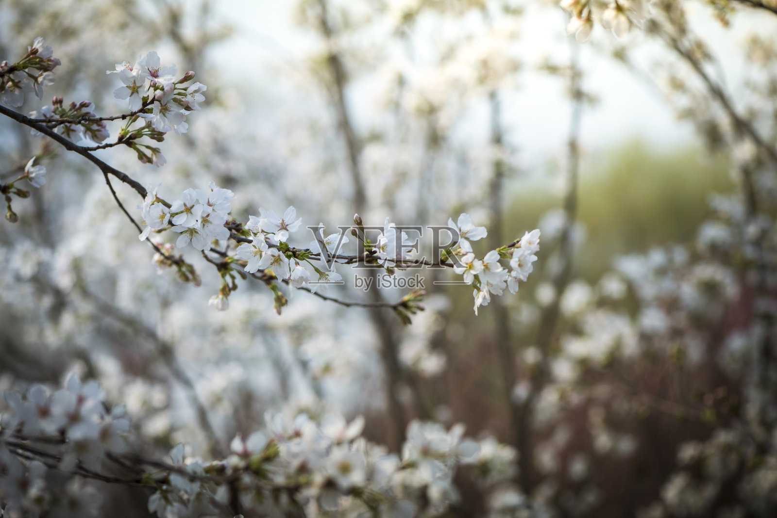 樱花樱花照片摄影图片