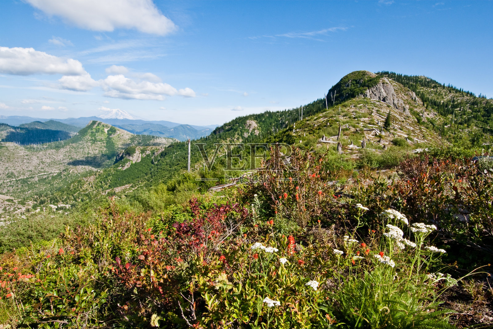 挪威山口的野花照片摄影图片