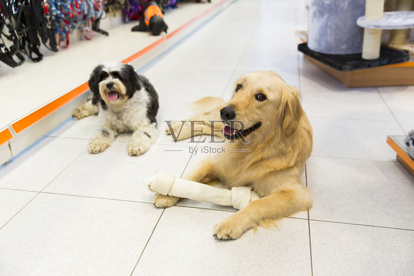 宠物店的金毛猎犬和可爱的藏獒照片摄影图片