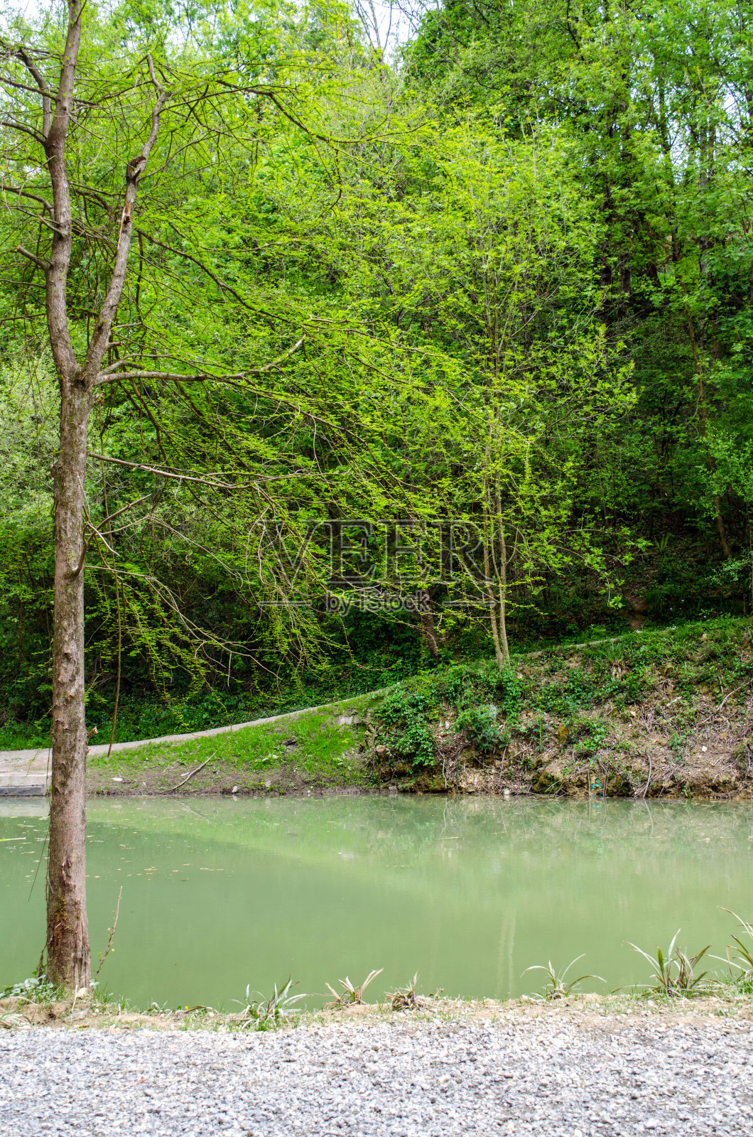 树照片摄影图片
