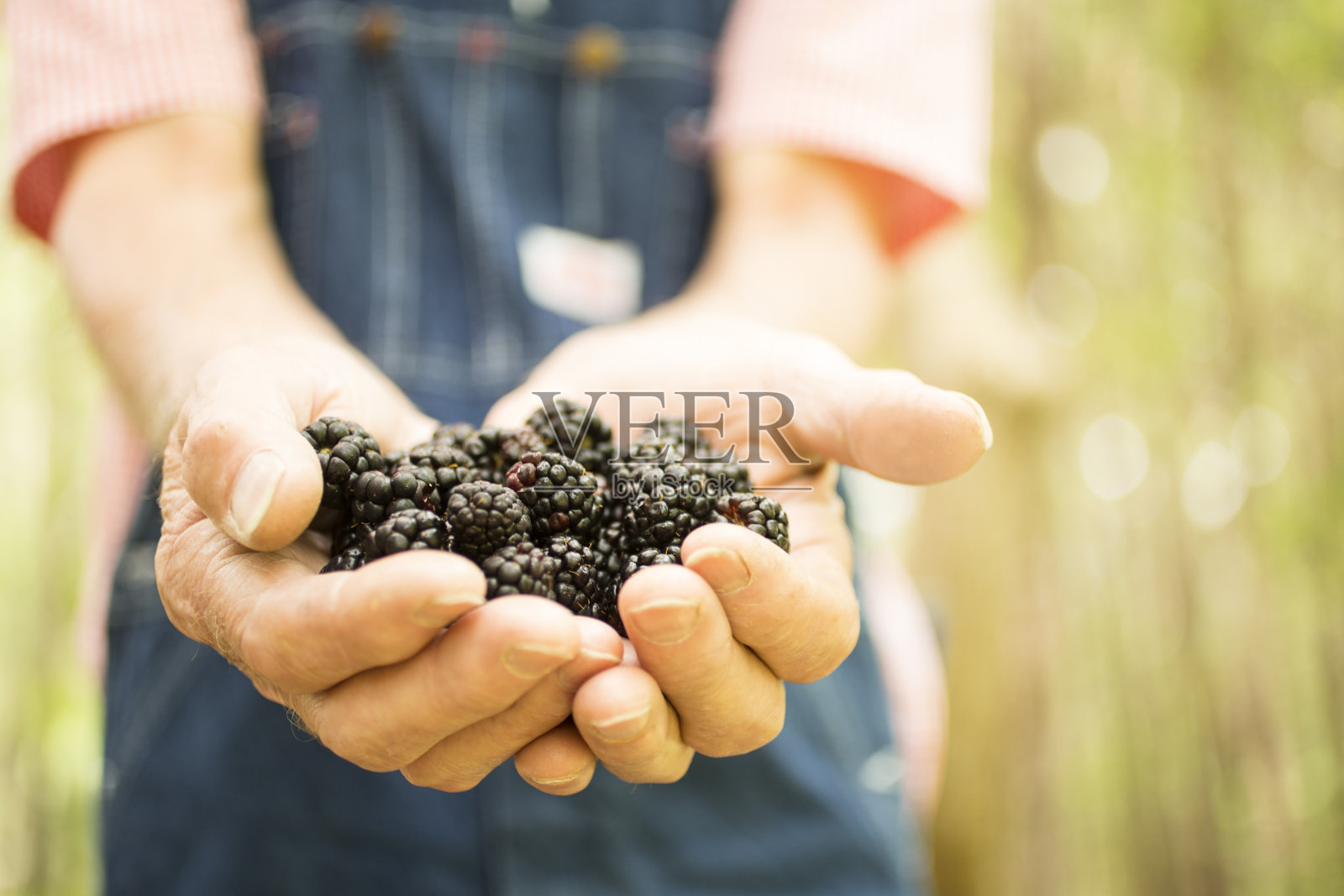 年长的成年男性农民从农场收获有机黑莓。照片摄影图片