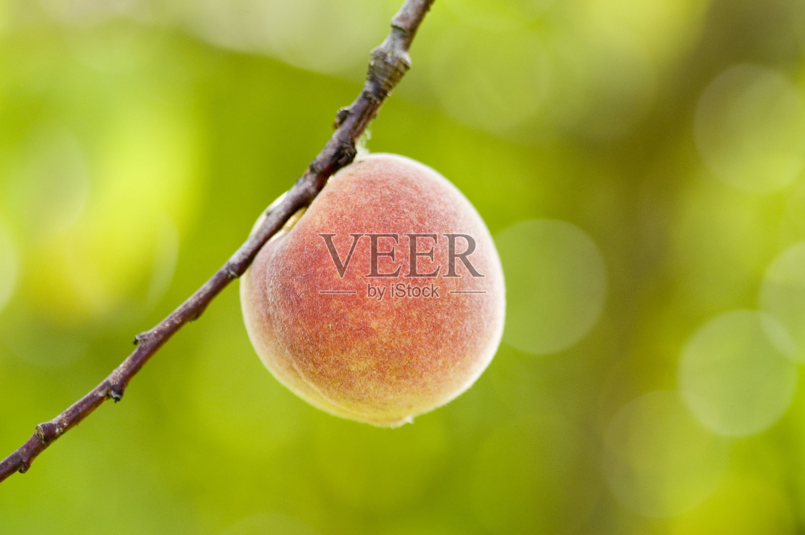 新鲜的桃子照片摄影图片