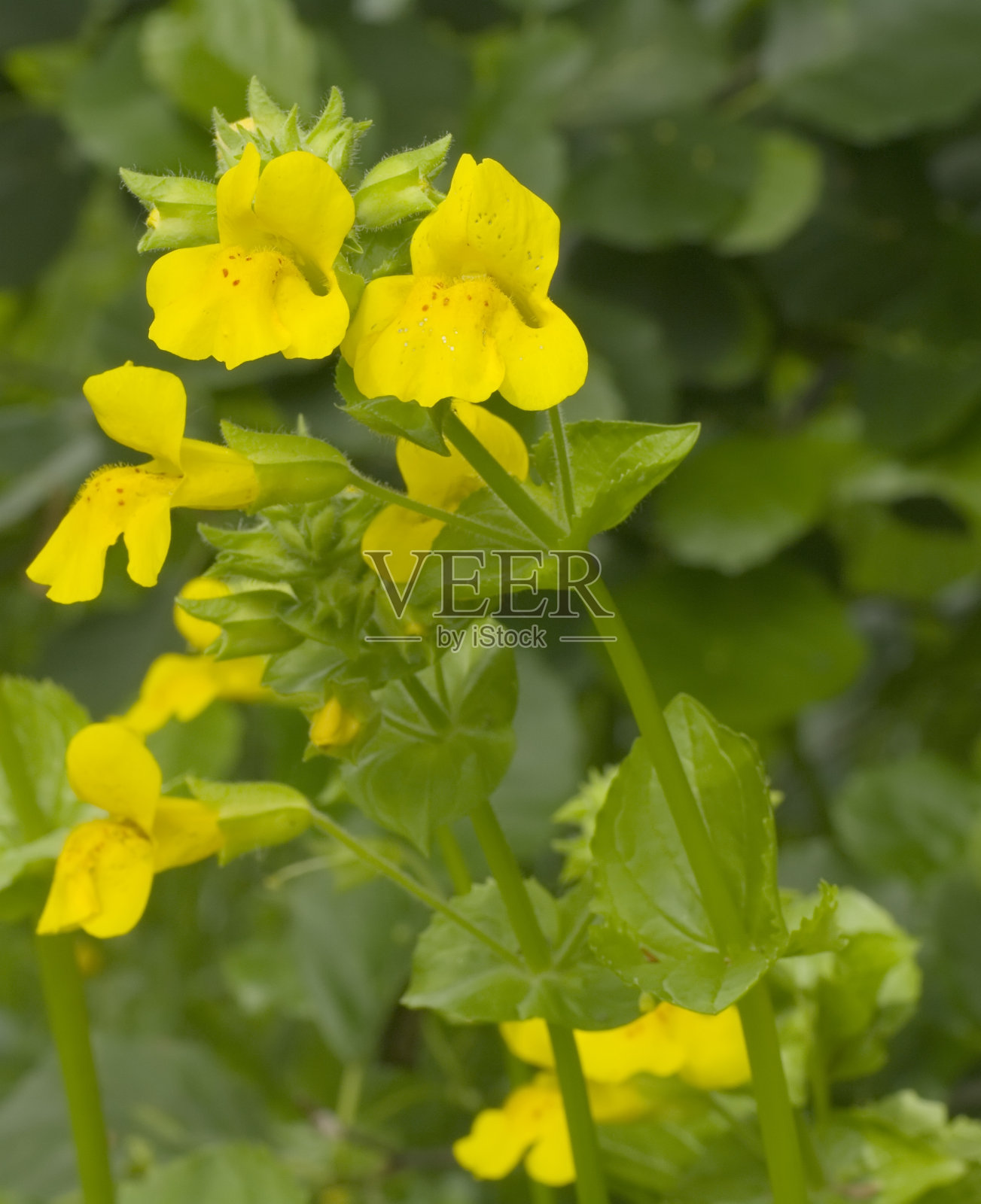猴花(牙花)照片摄影图片