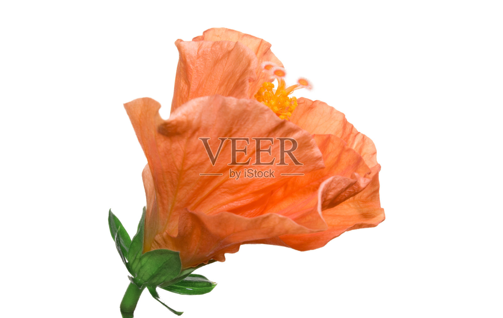 白色背景上的橙色花照片摄影图片