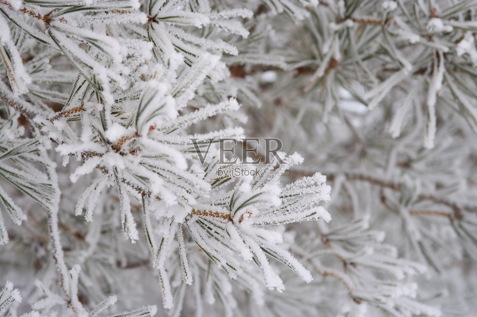 白霜照片摄影图片