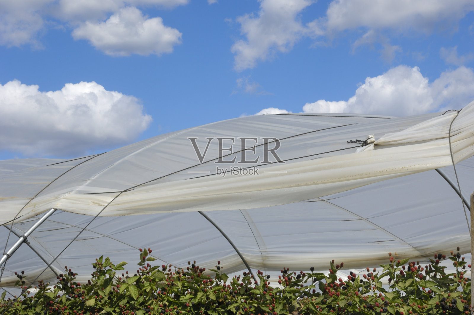 藤上和树冠上成熟的树莓照片摄影图片